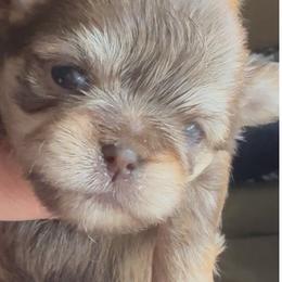 Honey bun - Liver female Shorkie puppy in Idaho from Little Rascal Ranch