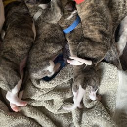 Whippet Puppies from Sara's Whippets