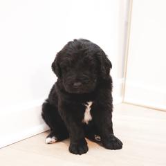 Alistair - male Newfypoo puppy in Marshallville, Ohio from Windy Hill Dogs