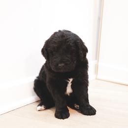 Alistair - male Newfypoo puppy in Marshallville, Ohio from Windy Hill Dogs