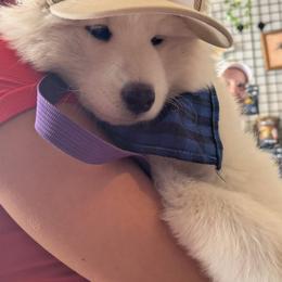 Samoyed Puppies from Morning Star Samoyeds
