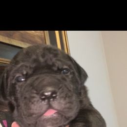 Cane Corso Puppies from Palazzo Cane Corso