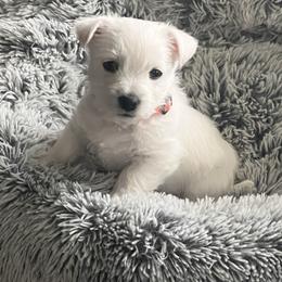 Orange - White male West Highland White Terrier puppy in Kuna, Idaho from Treasure Valley Idaho Westies