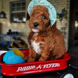 Black Collar Female - Red  female Goldendoodle puppy in Eunice, Louisiana from Maison De Pawz