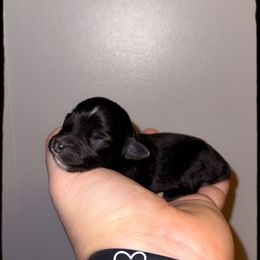 Tinsel - Black tri female Miniature Australian Shepherd puppy in Liberty, Mississippi from Liberty Oaks Aussies and Dachshunds