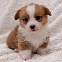 Louie - Red male Pembroke Welsh Corgi puppy in Beggs, Oklahoma from Blue Diamond Corgi’s