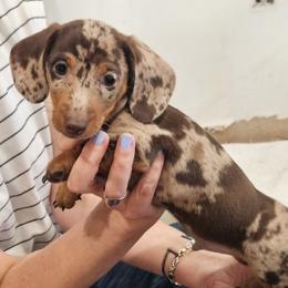 Dachshund and Pomeranian Puppies from Bear Valley Puppies