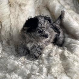 APRI registered Indy - Parti male Yorkshire Terrier puppy in Bennettsville, South Carolina from Cottonwood Maltese
