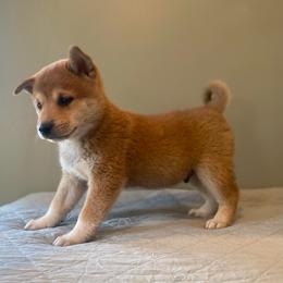 Ryu - Red male Shiba Inu puppy in Monett, Missouri from Happy Tails Shiba Inus