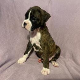 Cody Johnson - Brindle male Boxer puppy in Willard, North Carolina from Boone’s Boxers of North Carolina