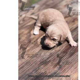 Dachshund Puppies from Dachs on the Farm