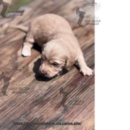 Dachshund Puppies from Dachs on the Farm