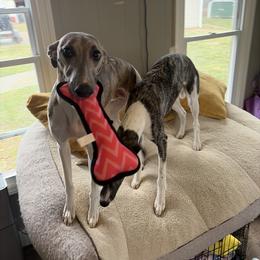 Whippet Puppies from Hertzog  Whippets