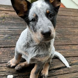 Australian Cattle Dog and Miniature Schnauzer Puppies from B & E Farms