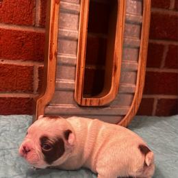 Curtis - Red male Boston Terrier puppy in Conyers, Georgia from Dixe Hill Dogs