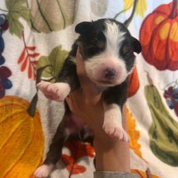 Remy - Black tri-color male Australian Shepherd puppy in Mcmillan, Michigan from Hall-N-Auss Australian shepherds