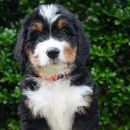 Gustave - Tri-color male Bernedoodle puppy in Folsom, Louisiana from DoodlesFarmCo