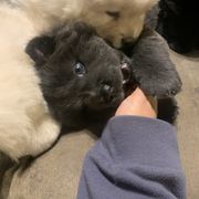 Chow Chow Puppies from Darling Chows