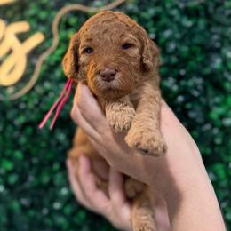 Slinky - Red  female Goldendoodle puppy in Moreno Valley, California from Rainbow SoCal Doodles