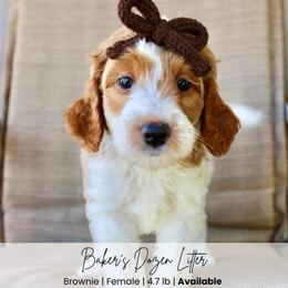 Brownie - Parti female Goldendoodle puppy in Comanche, Texas from Central Texas Doodles, LLC.