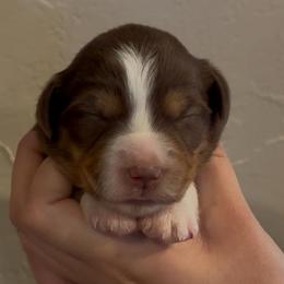 Suki - Red tri female Miniature Australian Shepherd puppy in North Lakeport, California from Wild Rose Ranch