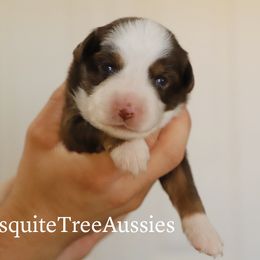 Miniature Australian Shepherd and Toy Australian Shepherd Puppies from Mesquite Tree Aussies