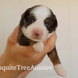 Miniature Australian Shepherd and Toy Australian Shepherd Puppies from Mesquite Tree Aussies