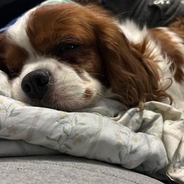 Lizzie - Cavalier King Charles Spaniel
