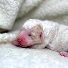 Daisy - Parti female Poodle puppy in Peyton, Colorado from Fuzzybottoms Ranch LLC