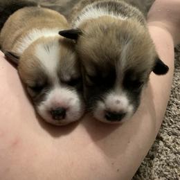 Pembroke Welsh Corgi Puppies from Kenyon Pembroke Welsh Corgis