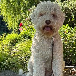 West - Lagotto Romagnolo