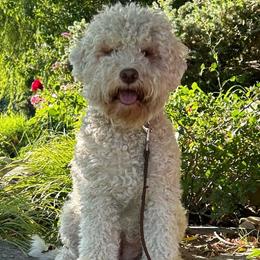 West - Lagotto Romagnolo