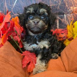 Mars - Red tri-color male Aussiedoodle puppy in Prescott Valley, Arizona from Ramirez Family Doodles