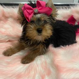 Paisley - Black and gold female Yorkshire Terrier puppy in Belpre, Ohio from Blackwoods Yorkies