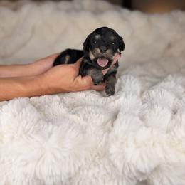Espresso - Tri-color male Bernedoodle puppy in Sweetwater, Florida from Sandy Snout Doodles