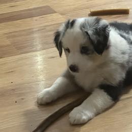 Miniature American Shepherd Puppies from Bond’s MAS