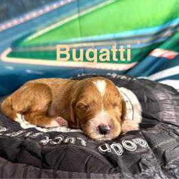 Bugati - Red  female Goldendoodle puppy in Chelan, Washington from North Cascades Doodles