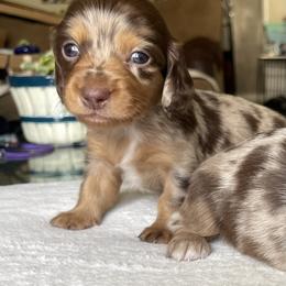 Calla - Dapple female Dachshund puppy in Jackson, Tennessee from Cashmere Crown Mini Dachshunds