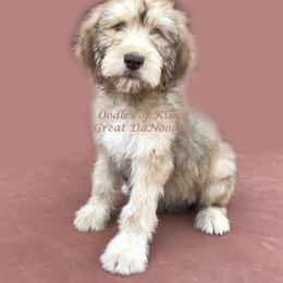 Assorted Doodle Crosses Puppies from Oodles of Kisses' Great DaNoodles