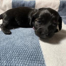 Eleven - Brindle female Dachshund puppy in Crosby, Texas from House of Slinkys