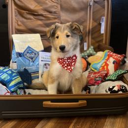 Vecna - Sable male Collie puppy in Chilhowie, Virginia from Jolly Collies