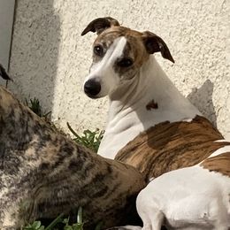 Whippets from Beloved Whippets