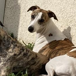 Whippets from Beloved Whippets
