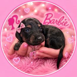 Willow - Black and cream female Dachshund puppy in Proctor, Montana from Blue Star Dachshunds