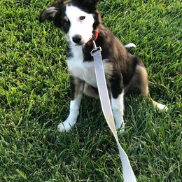 Border Collie Puppies from SoCal Border Collies