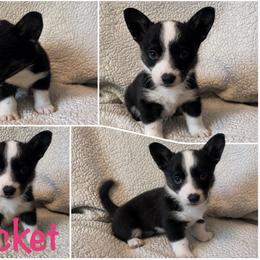 Cricket - Black and white female Cardigan Welsh Corgi puppy in Box Elder, South Dakota from BELieve Cardigan Welsh Corgis