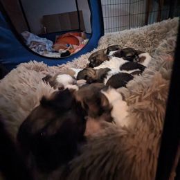 Shih Tzu Puppies from We Shih Tzu Not!