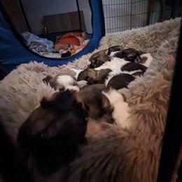 Shih Tzu Puppies from We Shih Tzu Not!