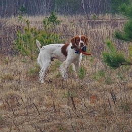 Rogue - Brittany