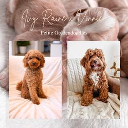 Goldendoodle puppies from Pnwfamilydoodles